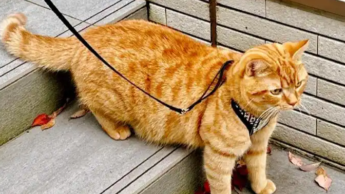 上门铲屎官爆单 有人假期能赚近5000