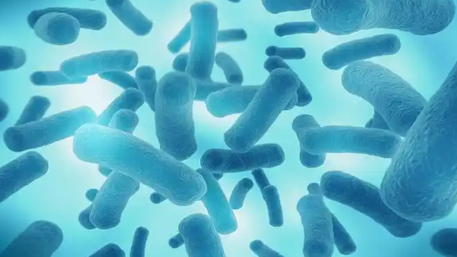 新研究发现可提高化疗效果的微生物