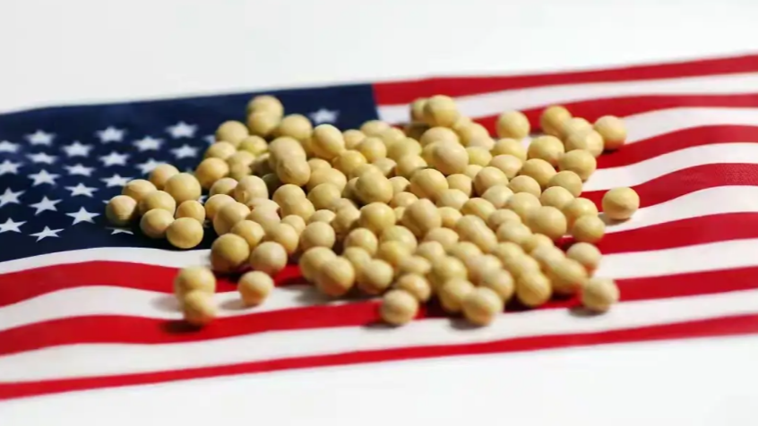 美国或失去中国1600万吨大豆订单