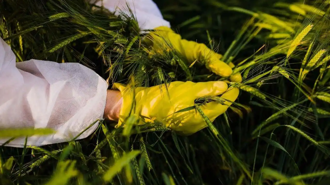 曝光！间谍在中国搜集亲本种子