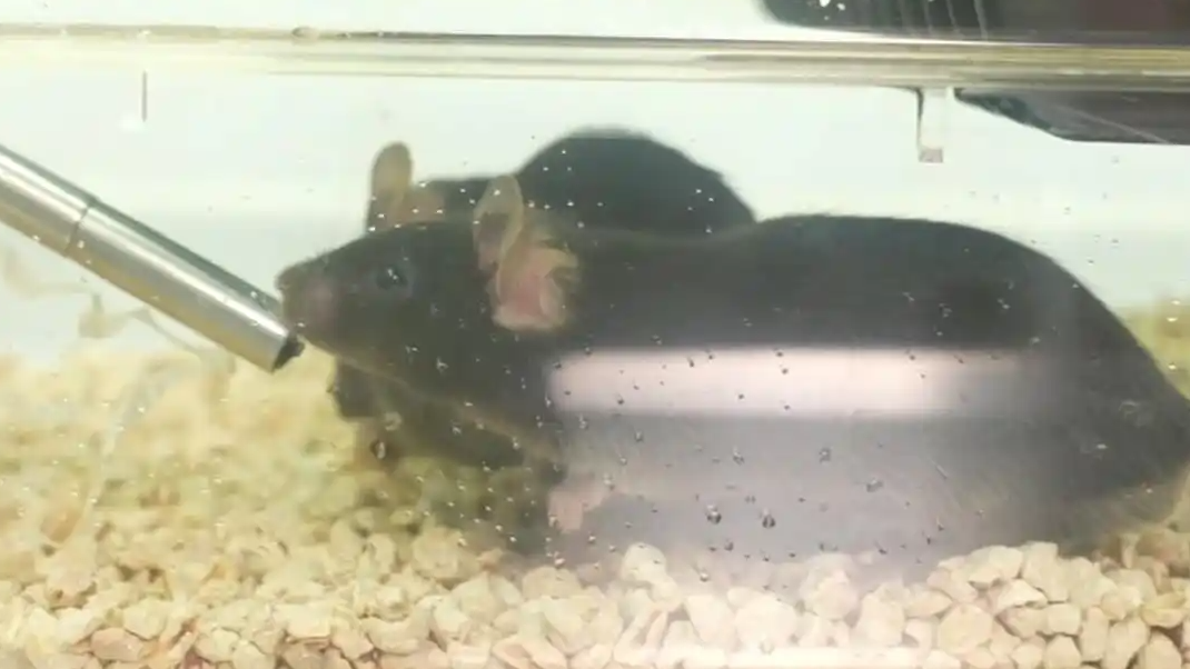 “航天鼠”在太空生活得如何