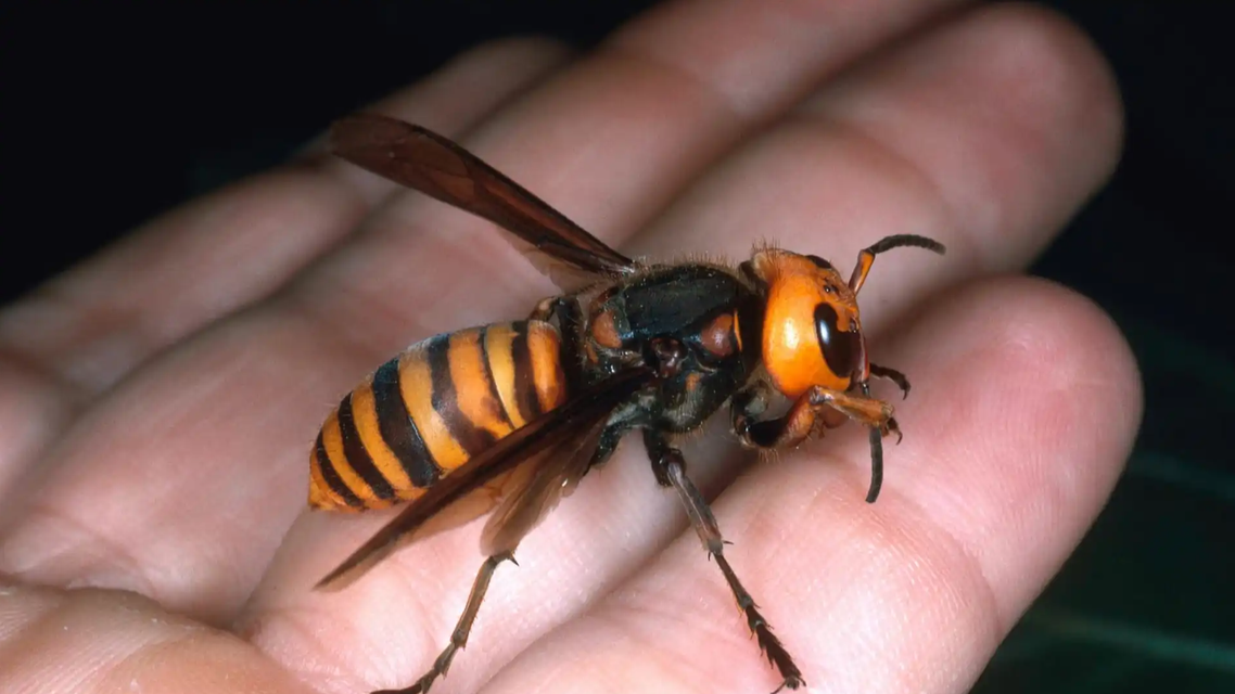 央视曝光6666元包教包会养杀人蜂