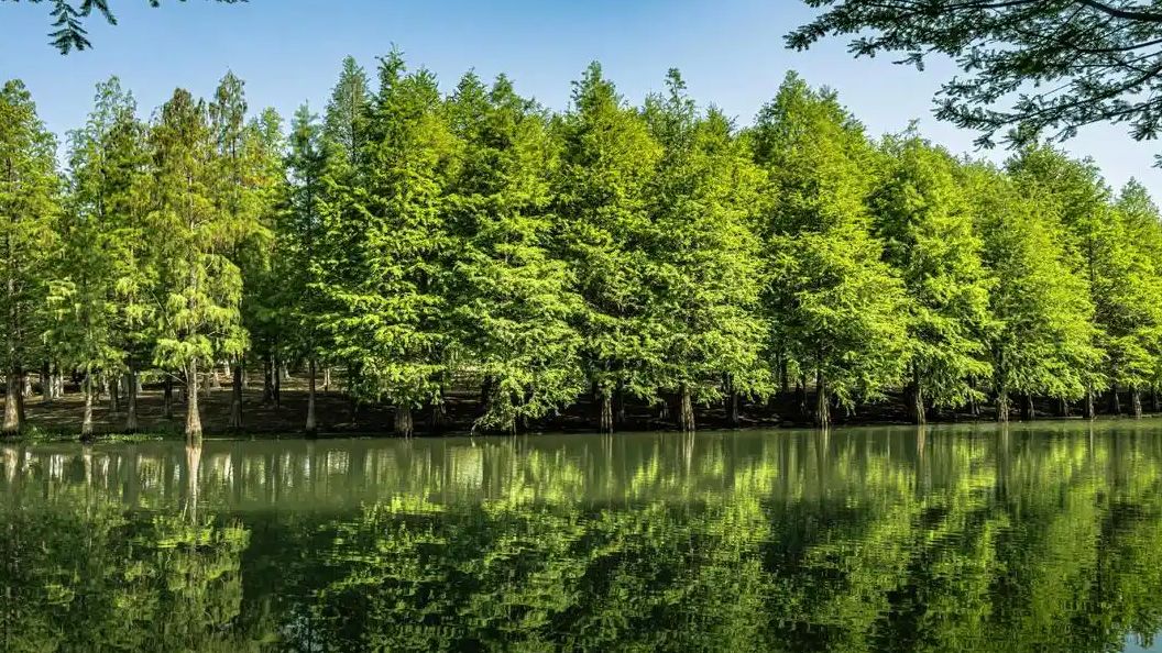 中国1426亿棵树是如何数清的？