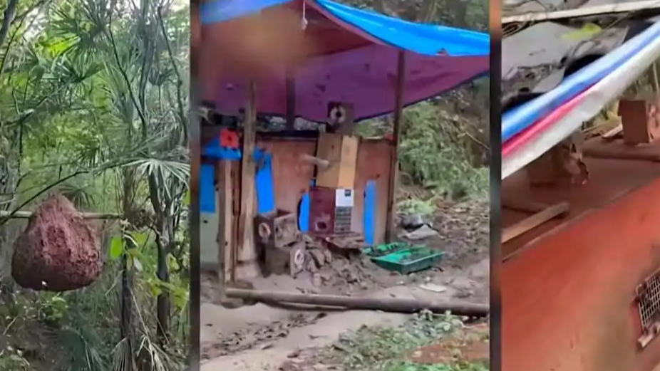 6666元教会养杀人蜂是拿人命开玩笑