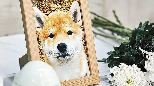 暴利外衣下的宠物殡葬