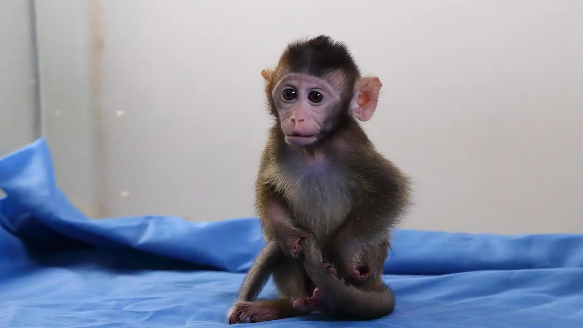 最高13万元一只！实验猴价格暴涨