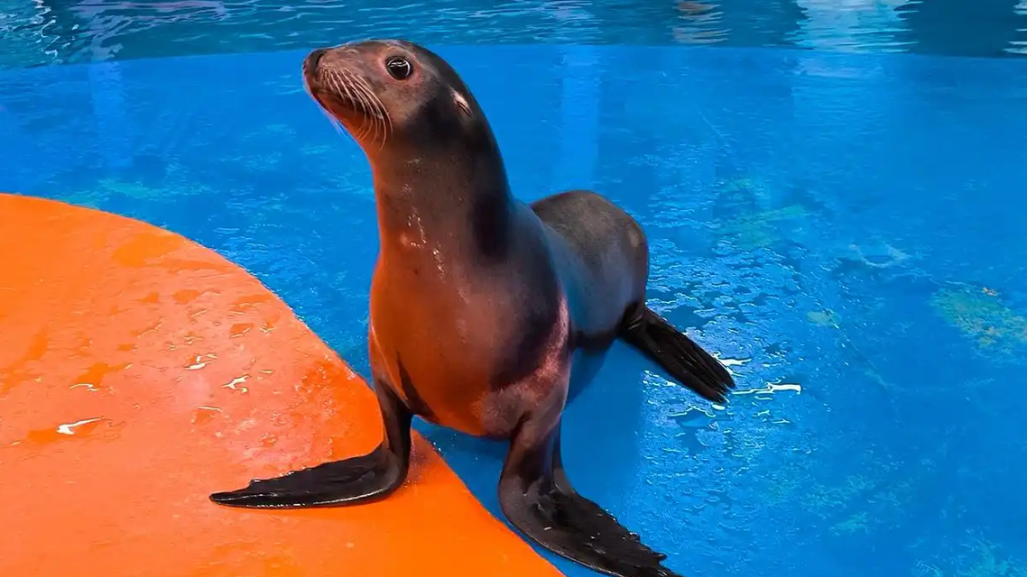 武汉一动物园上演“疯狂动物城”