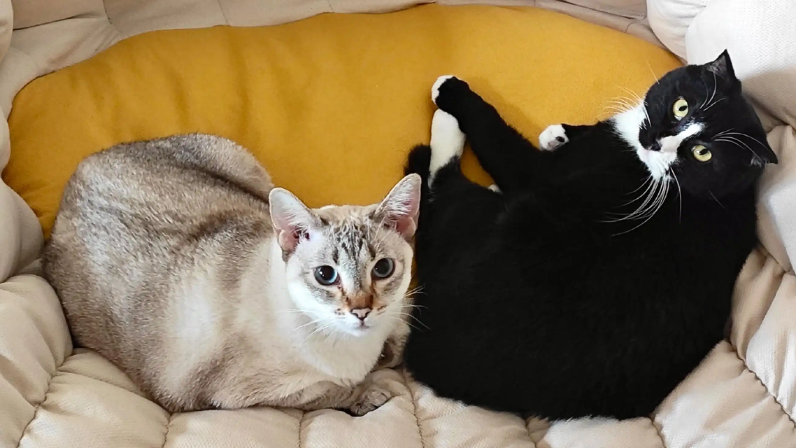 辉瑞恋战减肥药 还惦记上你的猫