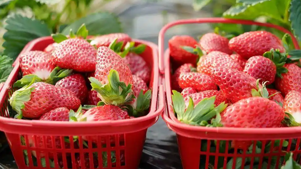 草莓这些年可冤死了