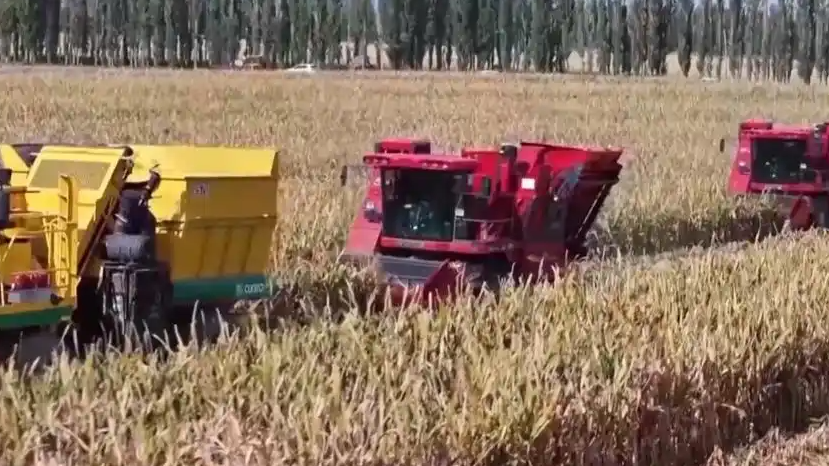 为何今年全国粮食产量再创新高