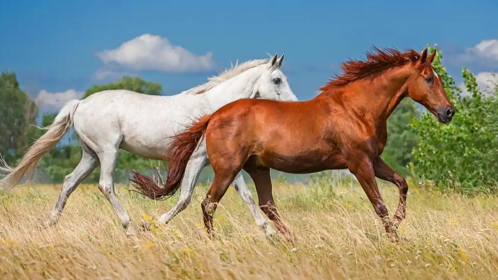 原来古人给马起了这么多名字