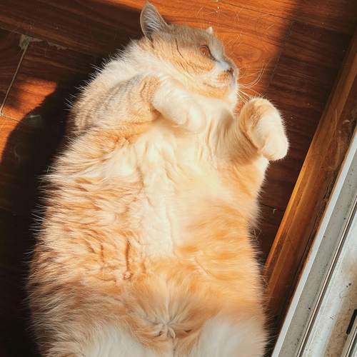 “猪咪”减肥药来了 6周减重近10%