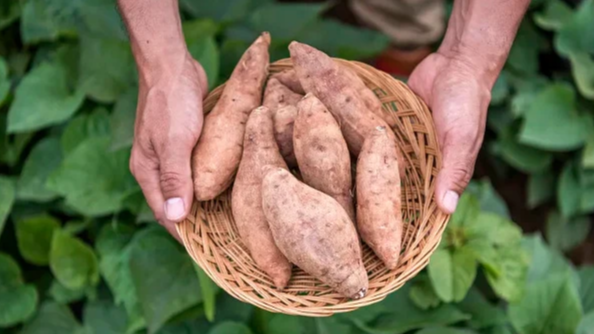 假钞买红薯被制止时受伤索赔17万