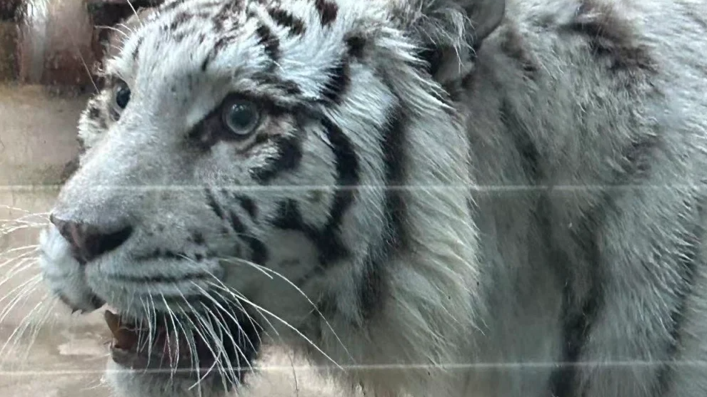 青岛虎界“刘亦菲”小孬火出圈了