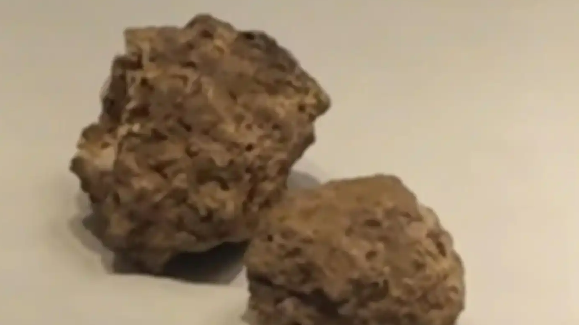 郑州博物馆展出两坨鬣狗粪便化石