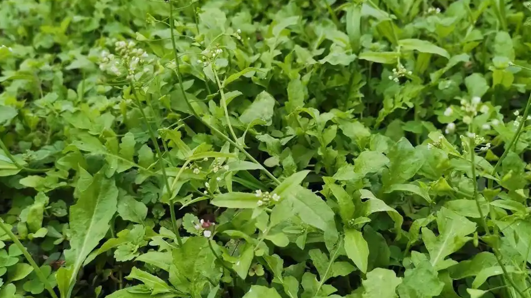 荠菜在四川没人挖 线上高达20元/斤