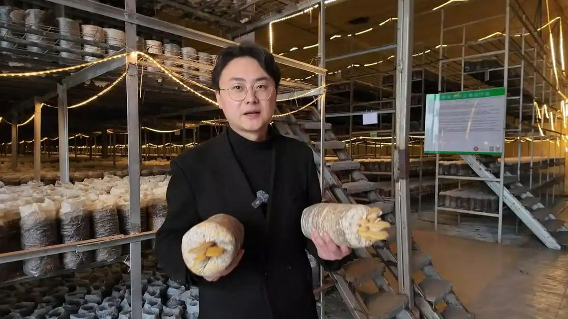 95后在山里当“菇爷”