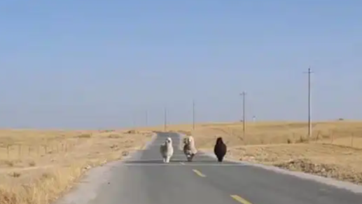 新疆自驾游偶遇羊驼“三剑客”