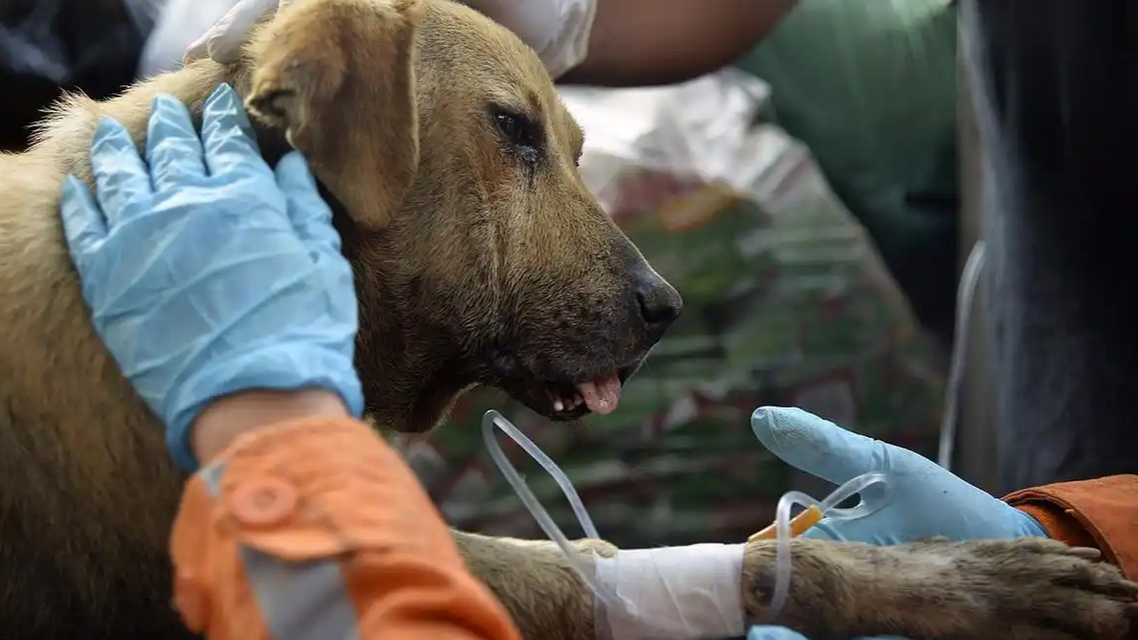 狂犬病潜伏期可达几十年？谣言