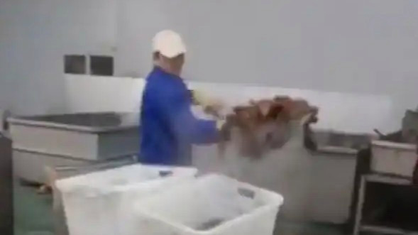 官方通报鹿哈带货牛肚加工环境恶劣