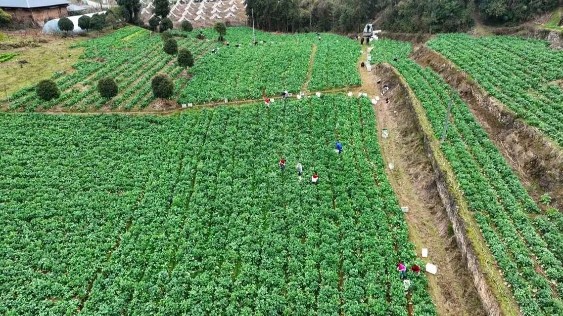 这款名字有点特别的蔬菜为何爆火了