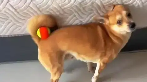 狗狗爱玩球自创新玩法 网友：技术了得
