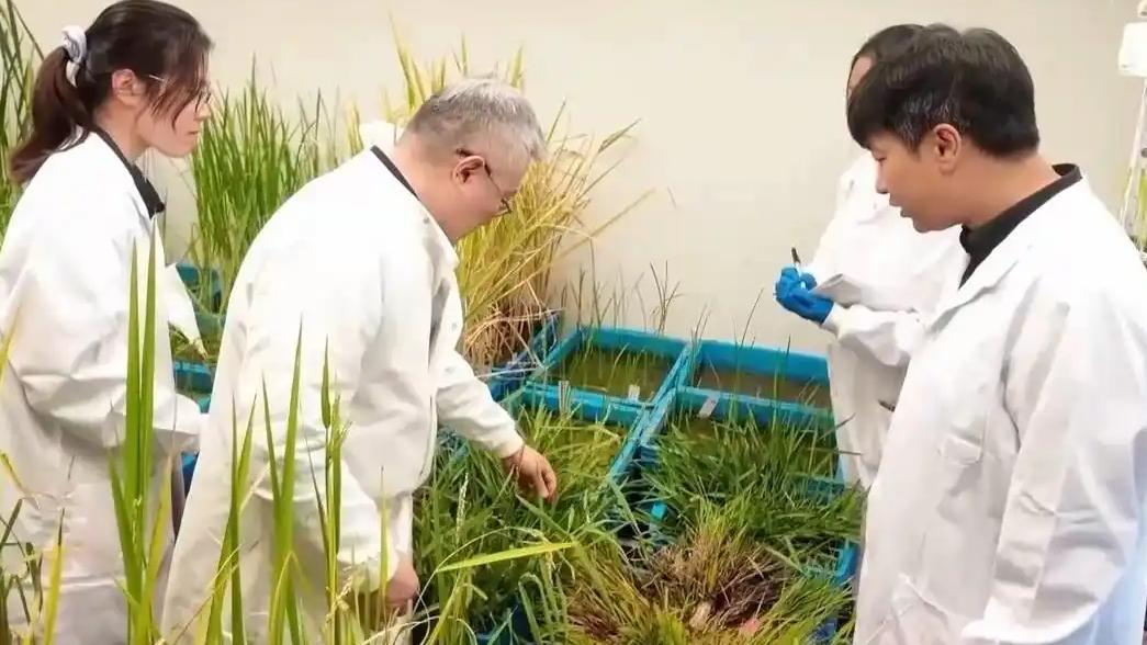 中国科学家培育出“长寿水稻”