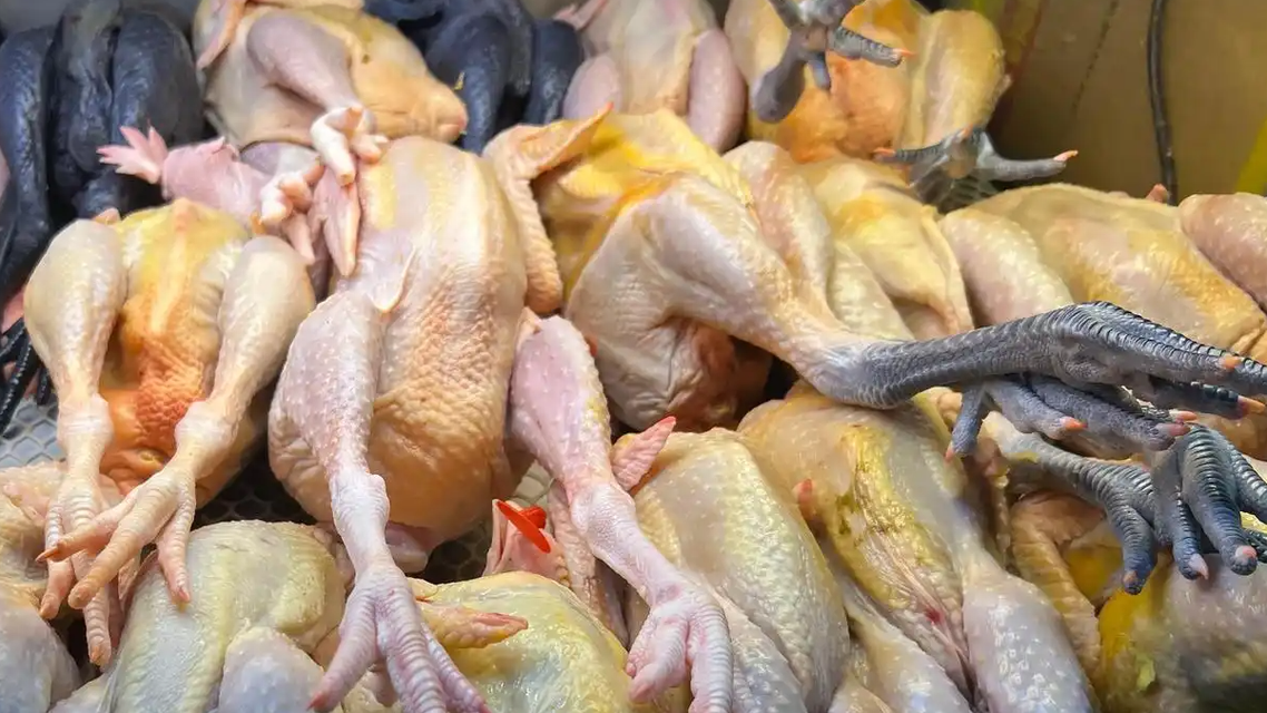 几十元的老母鸡可能是淘汰蛋鸡