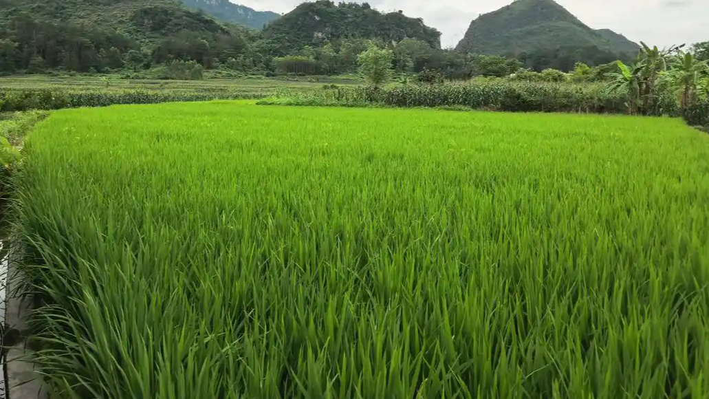 种地都要“AI”了