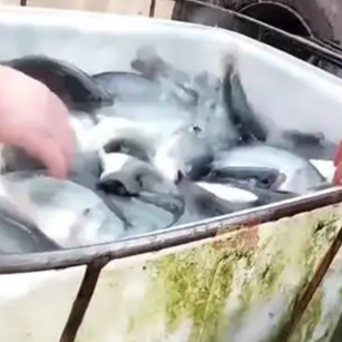 商家称不知麻醉鱼对人体是否有害