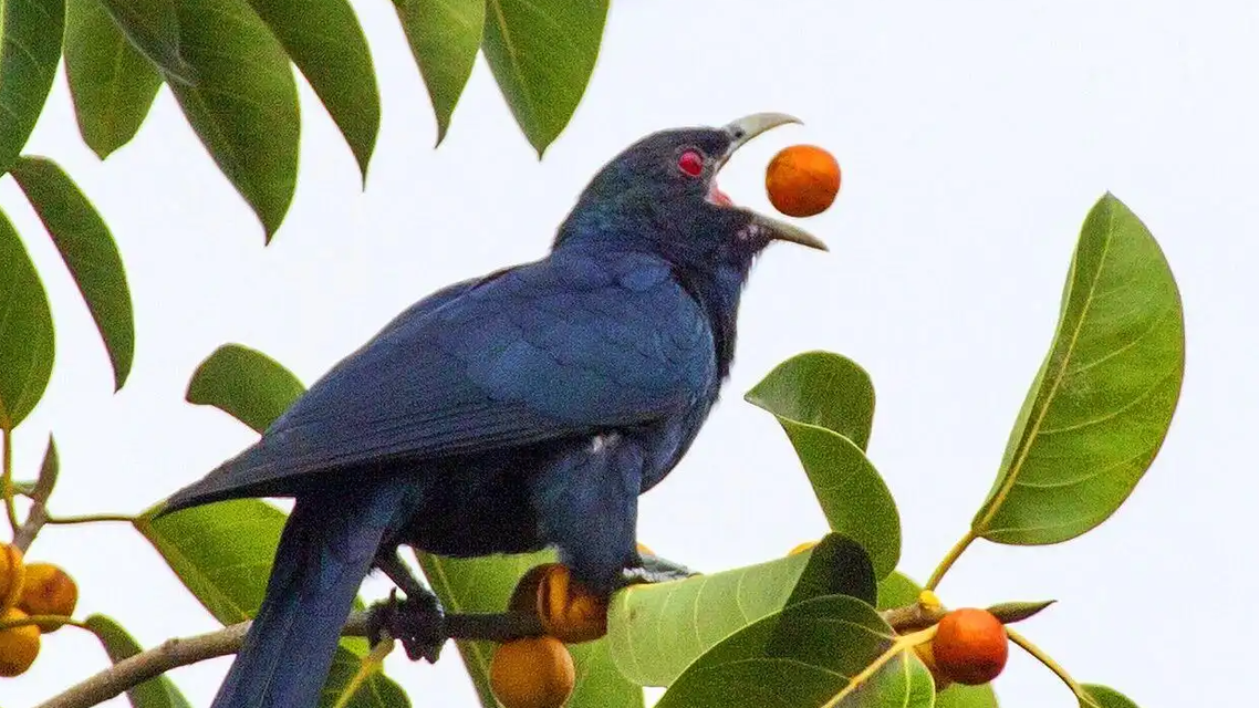 高三学生请求拆除鸟巢 校长回信拒绝