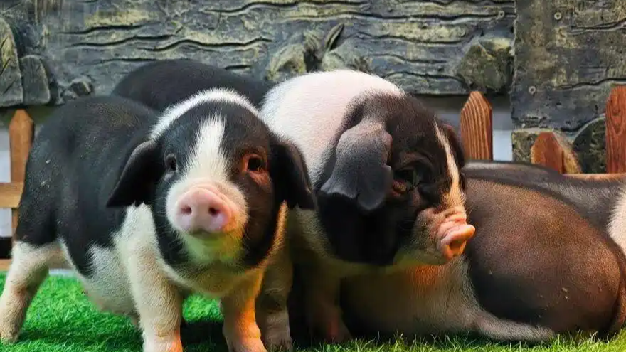 猪肉价格为何持续下跌