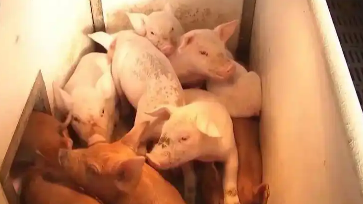 猪肉价格进入过度下跌一级预警区间