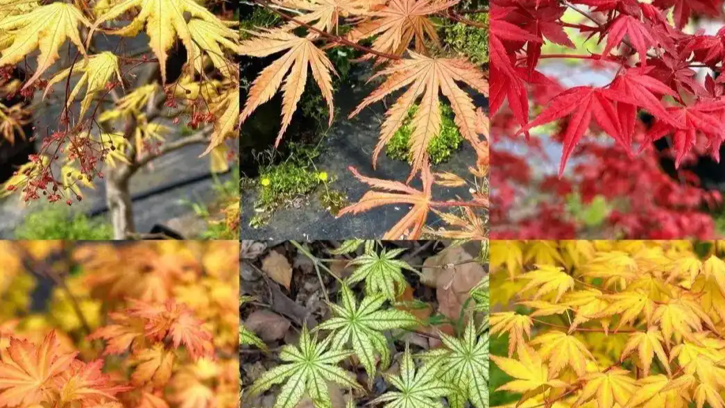 枫树价格三年跌超70%