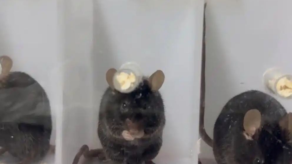 中国科学家揭示左撇子真相