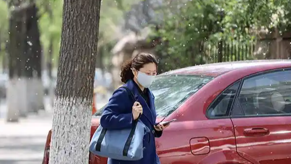 飞絮的杨柳树能不能都砍了