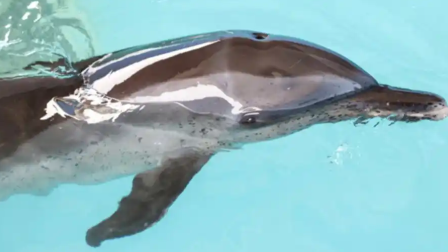 俄罗斯黑海沿岸区域超130只海豚死亡