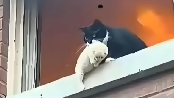 “奶牛猫火场救小猫”疑为AI制作