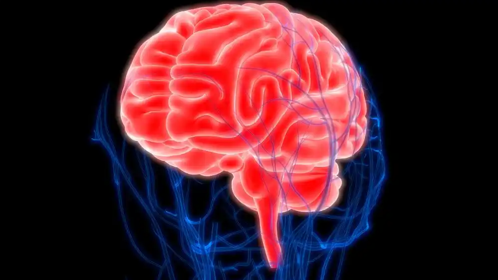 中国科学家找到了大脑皮层的起源