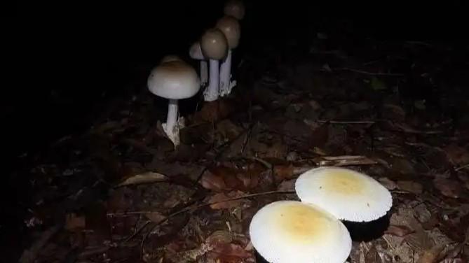 豆包误判蘑菇致用户中毒 高管回应