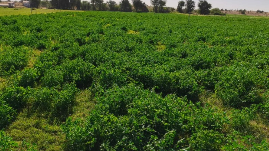 中国专家在茫茫荒漠中创造了奇迹
