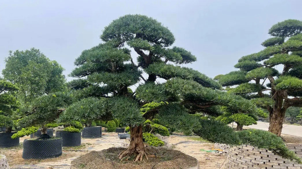 宁波74岁阿婆卖掉上海别墅返乡种树